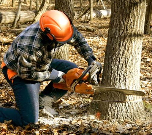 Tree Removal in Emory, VA